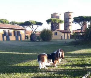 a brown and white dog standing in the grass at La Fattoria di Tirrenia in Tirrenia