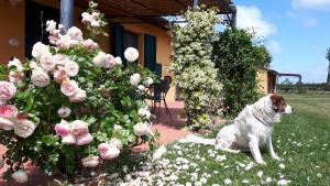a dog laying in the grass next to flowers at La Fattoria di Tirrenia in Tirrenia