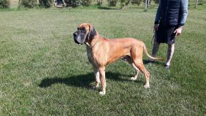 a brown dog standing next to a woman in a field at La Fattoria di Tirrenia in Tirrenia