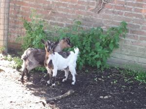 two goats standing next to a brick wall at La Fattoria di Tirrenia in Tirrenia