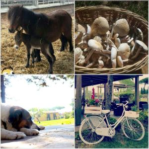 a collage of pictures with a horse and a basket of mushrooms at La Fattoria di Tirrenia in Tirrenia