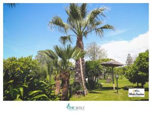 a palm tree in the middle of a park at B&b Cilento Paestum in Paestum