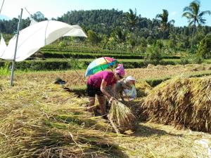 two women working in a field with hay at Atres Villa in Munduk