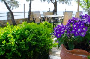 une terrasse avec des fleurs violettes, une table et des chaises dans l'établissement Guesthouse Enastron, à Chorefto