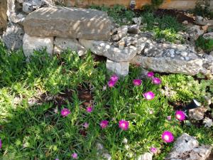 Zahrada ubytování Luxury apartment Marin - Your summer paradise in Pomer, terrace, garden, summer kitchen with barbecue, near the beaches, Istria