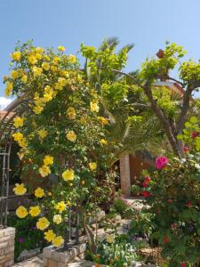 Zahrada ubytování Luxury apartment Marin - Your summer paradise in Pomer, terrace, garden, summer kitchen with barbecue, near the beaches, Istria