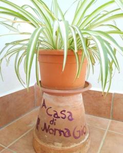 une plante en pot assise au-dessus d'une souche dans l'établissement A casa di Nonna Giò, à Palerme