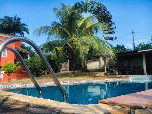 a palm tree in front of a swimming pool at casa Luis in São Tomé