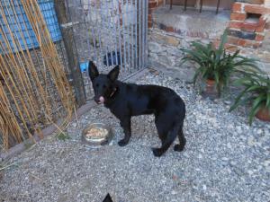 Ospiti di B&B Emma con animali domestici