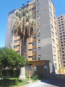 uma palmeira em frente a um edifício alto em Campanario 104 con factura em Iquique