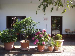 Zahrada ubytování pension Helga