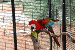 a colorful parrot sitting on a branch in a cage at Trulli Dal Conte in Locorotondo +41 photos