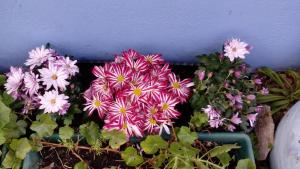a bunch of pink flowers in a pot next to a wall at Peniche Blue Wave Home in Peniche
