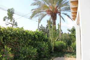 una palmera frente a una casa con arbustos en Es Daus - Formentera Break, en Es Pujols
