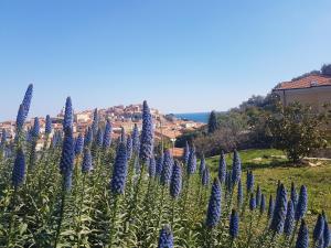 um campo de flores azuis com uma cidade ao fundo em Villa Caterina em Imperia