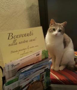 Eine Katze, die auf einem Stapel Bücher sitzt in der Unterkunft B&B Meladormo in Tempio Pausania