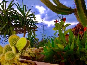 un groupe de plantes dans un jardin avec le ciel en arrière-plan dans l'établissement Villa Jardin De l'Ocean, à Aourir