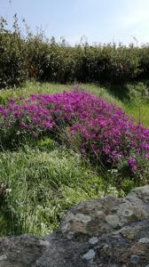 a group of purple flowers in a field at Mobil home vacances in Plouguerneau