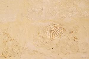 un fossile di un guscio su un muro di B & B Sotto la Volta a Massafra