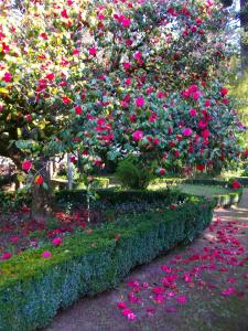 een bos roze bloemen in een tuin bij Quarto das Lamparinas in Ponte de Lima