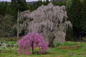 Ryokan Warabino في Takayama: شجرة مع الزهور الأرجوانية في حقل