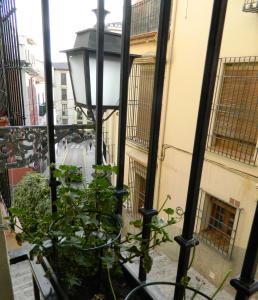 a plant sitting on a balcony next to a street at Escapadas romanticas en Granada jacuzzi in Granada
