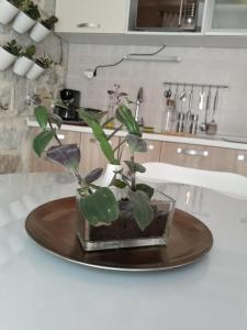 a plant in a vase on a counter in a kitchen at Leut Apartment in Korčula