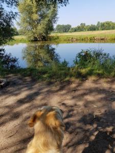 Blick auf einen Fluss in der Nähe der Ferienwohnung