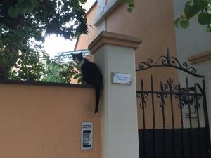 um gato preto sentado ao lado de um edifício em Gianicolo Penny's Garden a Roma centro em Roma