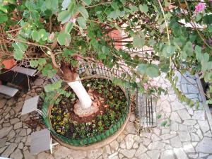 A garden outside Lilliput Studio Corfu Old Town
