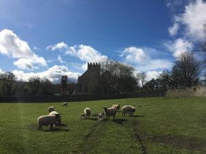 Foto dalla galleria di Carey's Bar & Farmhouse Kilkenny Border a Oldleighlin