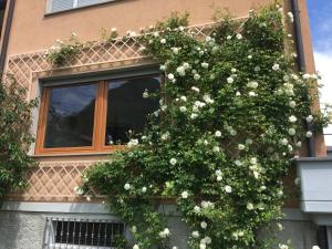 Zahrada ubytování Vittoria Residence