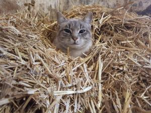 um gato está sentado numa pilha de feno em Agriturismo Fattoria Dalcastagnè em Torcegno