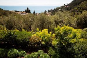a field of bushes with yellow flowers and trees at B&B Il Parco in Monterosso al Mare