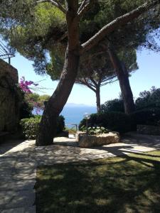 un sentiero con un albero e l'oceano sullo sfondo di Exclusive Holiday Home Argentarola a Porto Santo Stefano