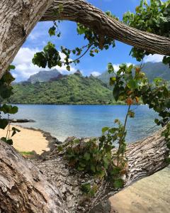 a view of a lake through a tree frame at Robinson's Cove Villas in Papetoai +21 photos