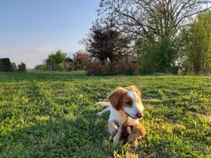 un chien pondant dans l'herbe avec un jouet dans la bouche dans l'établissement il Balcone sul Monferrato, à Tonco