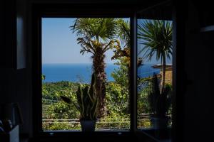 a window with a view of a palm tree at Nonna Carmela Apartment in SantʼAgata sui Due Golfi