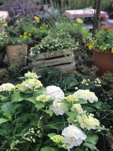 a garden with white flowers in front of a sign at Hotel Cascade Superior in Düsseldorf