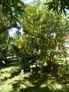 un árbol con muchas naranjas colgando de él en Agriturismo La Grevillea, en Riposto