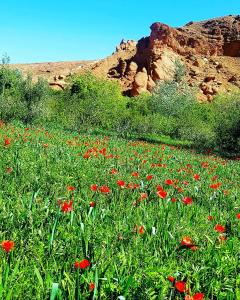 un campo de flores rojas en un campo de hierba en Auberge Kasbah Ait Marghad, en Tamellalt