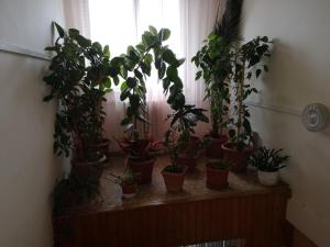 Fotografie z fotogalerie ubytování Biela Labuť v destinaci Michalovce