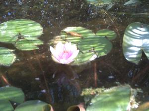 a pink water lily in a pond with leaves at Ferienwohnung Mainz-Weisenau in Mainz