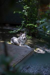 Domáce zviera alebo zvieratá hostí v ubytovaní Camping Dolce Sole
