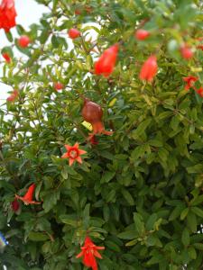 Zahrada ubytování Il Giardino Delle Sete