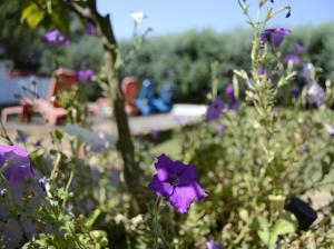 Vonkajšia záhrada v ubytovaní Alojamientos Rurales La Codosera