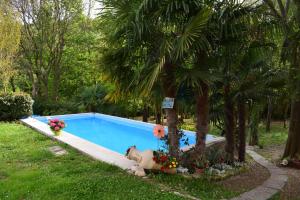 a swimming pool in a yard with a palm tree at casa belvedere in Monzambano