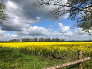 a field of yellow flowers with a wooden fence at Ferienwohnung Basthorst in Basthorst