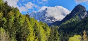 a view of a forest with a mountain in the background at Apartment Alpska Astra in Kranjska Gora