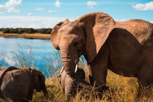 Imagen de la galería de Chaminuka Lodge, en Lusaka